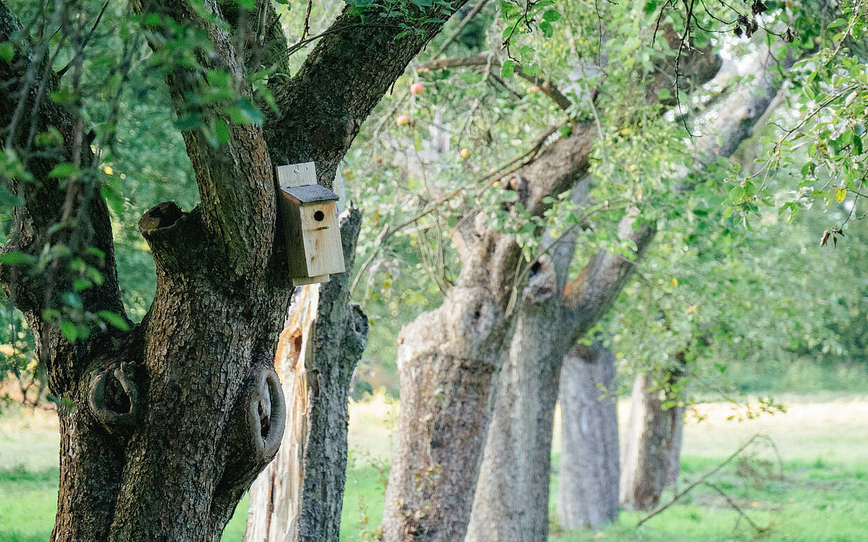 Auf der Streuobstwiese - Städteporträt BaruthCart