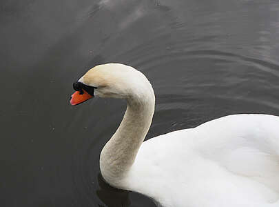 Ein Schwan auf dem Blankensee