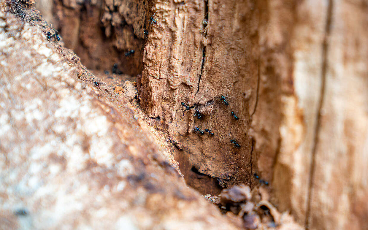 Wildnisschule Hoher Fläming - Ameisen am Baum