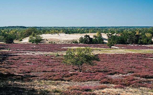 Heideblüte auf den Stiftungsflächen Jüterbog