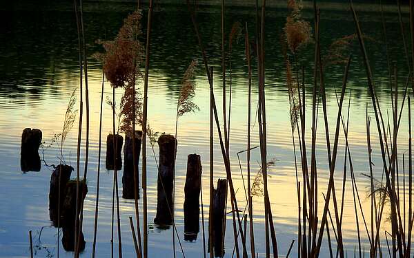 Zeschsee