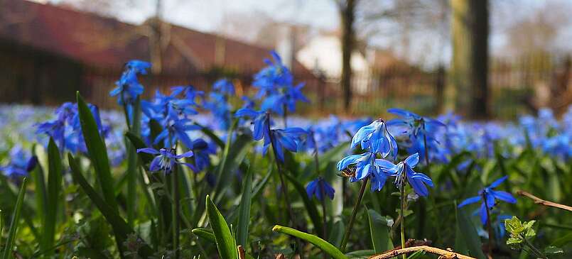 Blausternchen in Diedersdorf auf dem Dorfanger