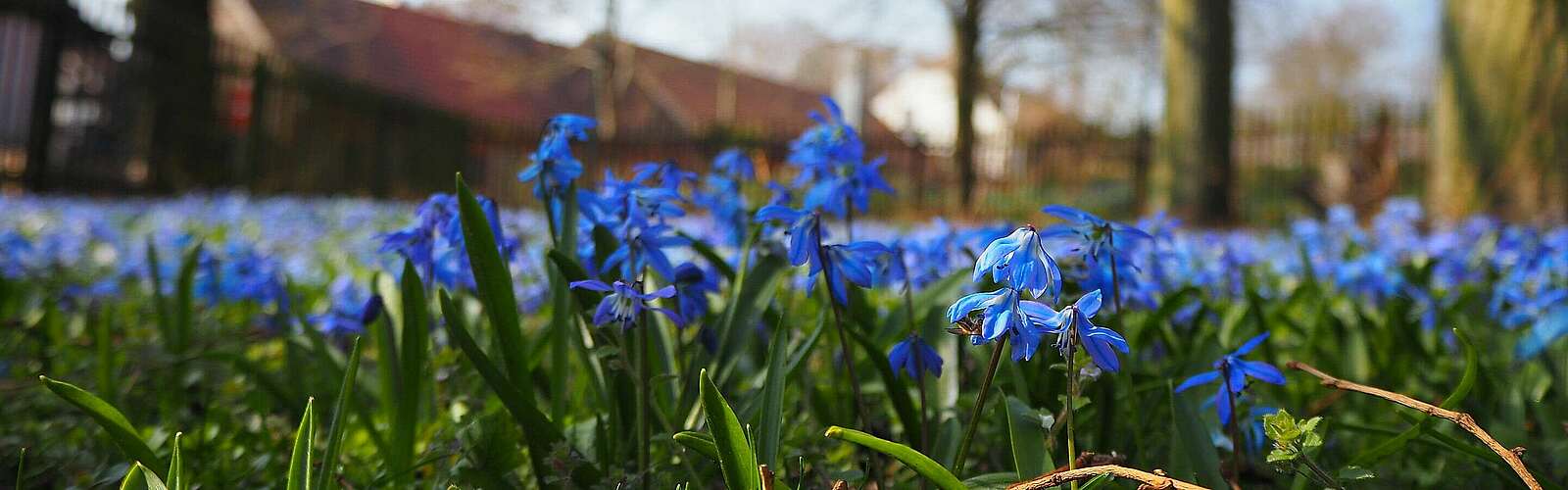 Blausternchen in Diedersdorf auf dem Dorfanger,
            
        
                Foto: Tourismusverband Fläming e.V./Susan Gutperl