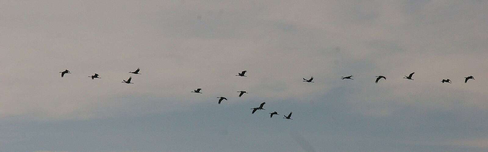 Kraniche am Herbsthimmel