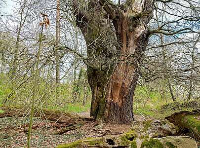 Wildnisschule Hoher Fläming - Baum