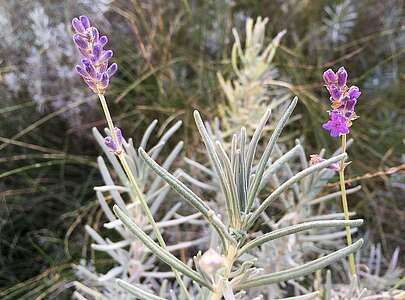 Lavendel im Herbst