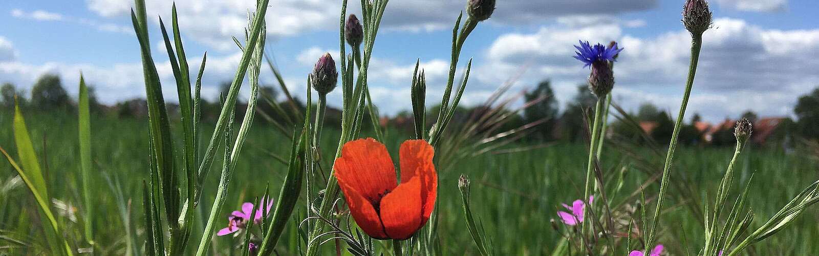 Mohnblume am Feldrand