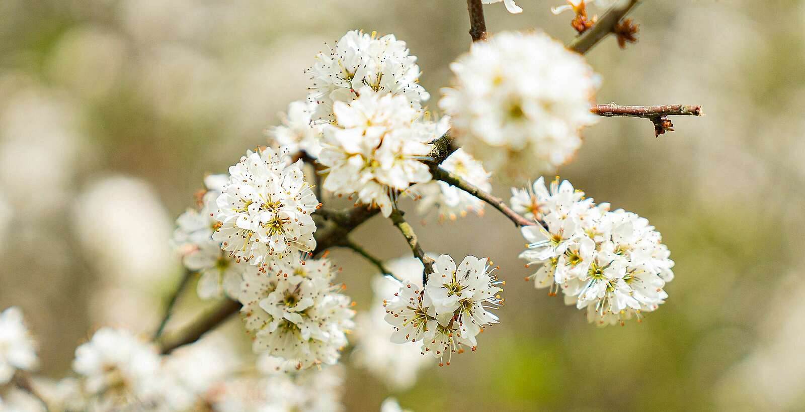 Wildnisschule Hoher Fläming - Baumblüten im Frühling,
            
        
                Foto: Tourismusverband Fläming e.V./Jan Sobotka