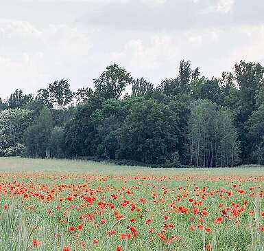 Mohnfeld bei Groß Schulzendorf