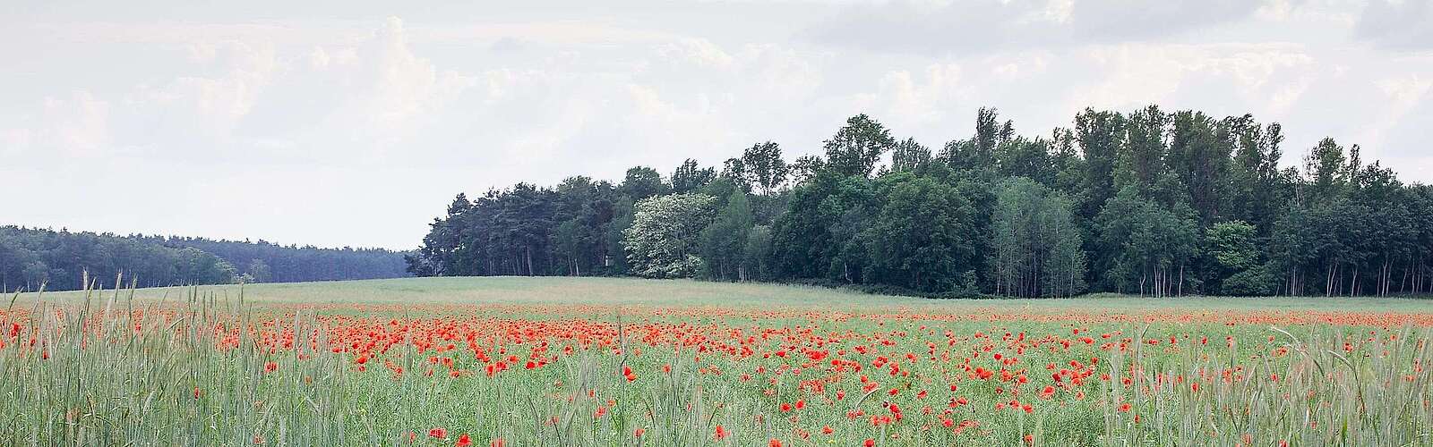 Mohnfeld bei Groß Schulzendorf