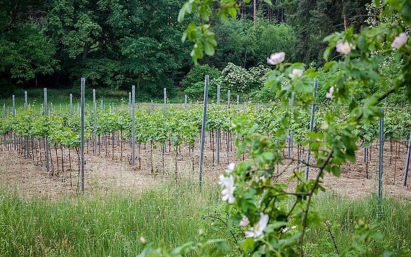 



    
        
                Weinberg Zesch,
            
        
                Foto: Tourismusverband Fläming e.V./Jedrzej Marzecki
            
    
