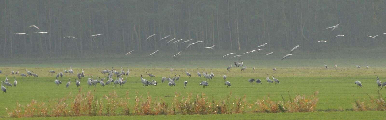 Kraniche auf den Feldern