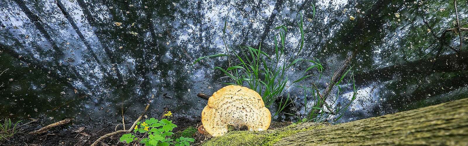 Naturbach im Naturpark Nuthe-Nieplitz