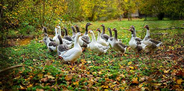 Gänse im Garten von Bernd Moritz