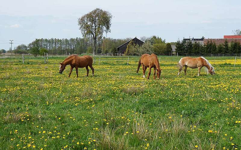 



    
        
                Pferde auf dem Bauernhof am Storchennest,
            
        
                Foto: Tourismusverband Fläming e.V./Fanny Raab
            
    

