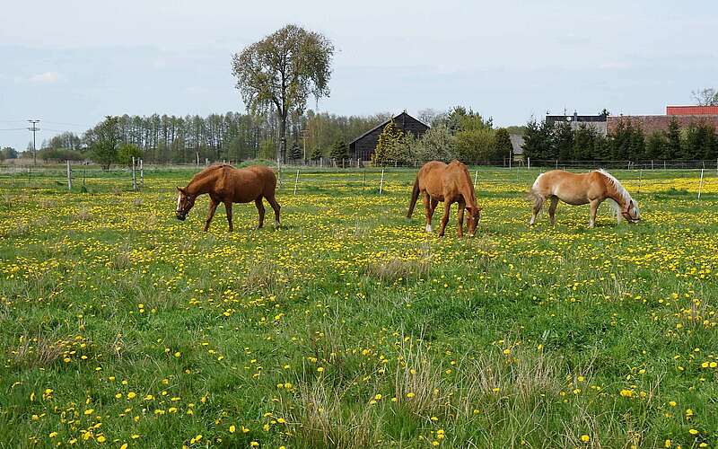 



        
            Pferde auf dem Bauernhof am Storchennest,
        
    

        Foto: Tourismusverband Fläming e.V./Fanny Raab
    