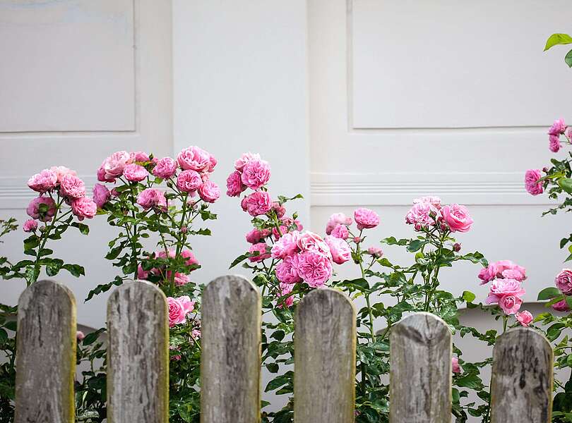 Rosen in Blankensee