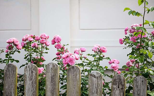 Rosen in Blankensee