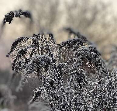 Frostiger Morgen