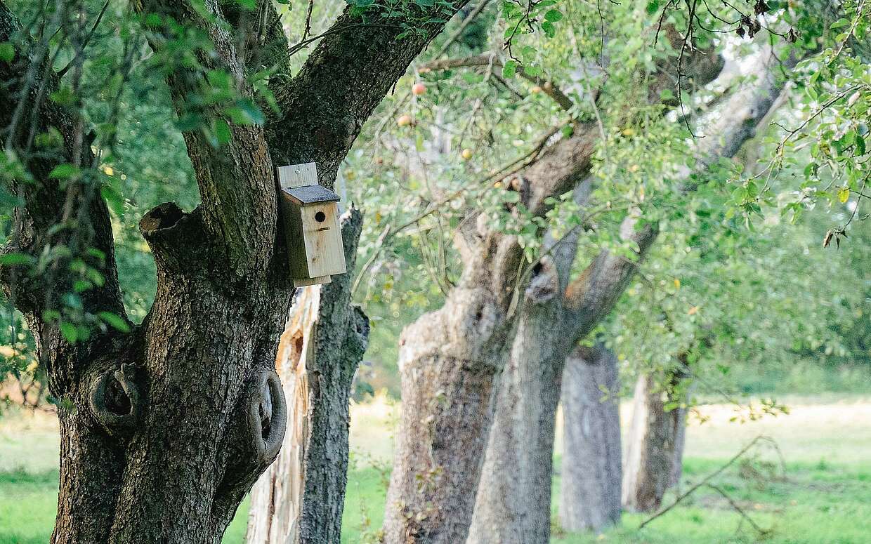 Auf der Streuobstwiese - Städteporträt BaruthCart