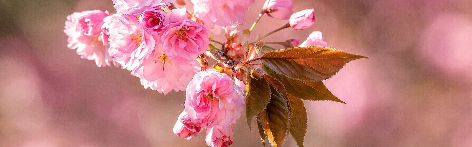 Nahaufnahme Kirschblüte, Teltow,
            
        
                Foto: Tourismusverband Fläming e.V./Jeannine Loth