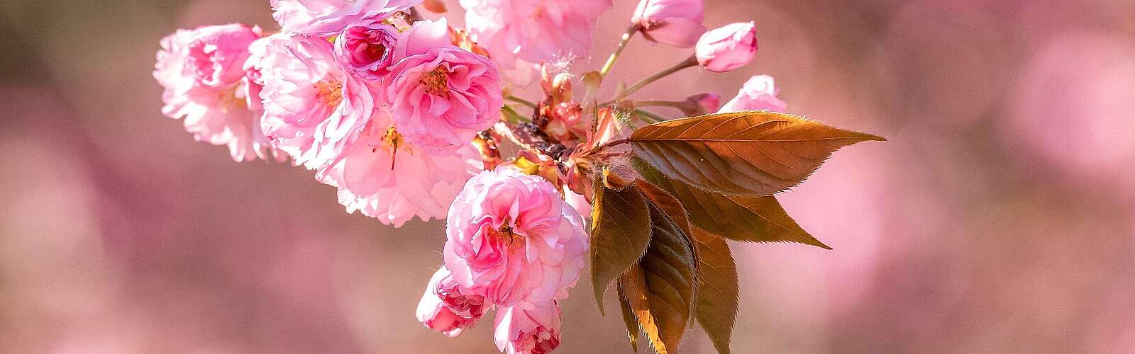 Nahaufnahme Kirschblüte, Teltow