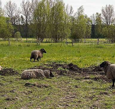 Schafe auf dem Bauernhof am Storchennest