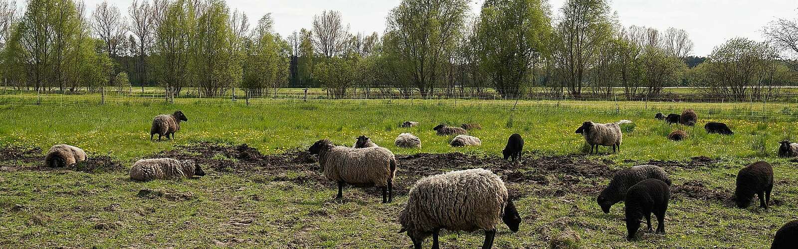 Schafe auf dem Bauernhof am Storchennest,
            
        
                Foto: Tourismusverband Fläming e.V./Fanny Raab