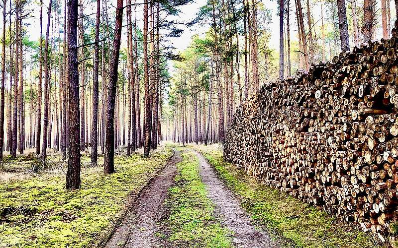 



    
        
                Crosswalking im Wald von Borkheide,
            
        
                Foto: Waldparadies Borkheide/Klaus Herrmann
            
    
