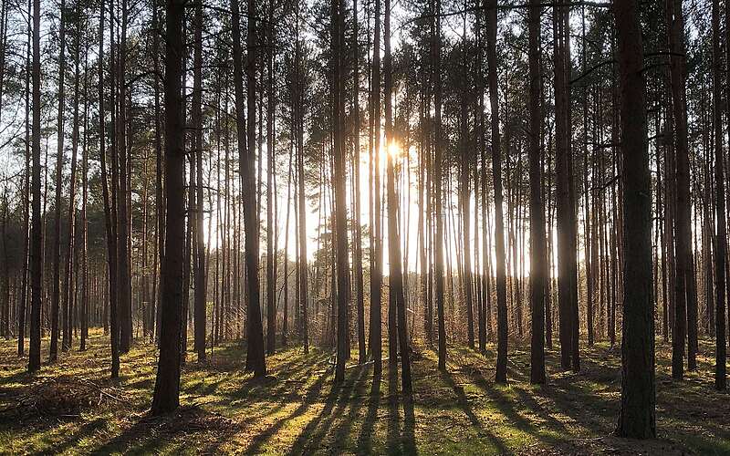Crosswalking im Wald von Borkheide