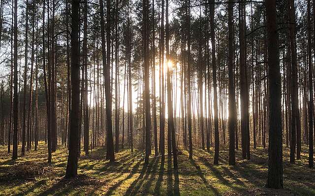 Crosswalking im Wald von Borkheide