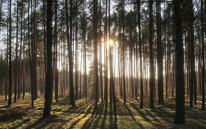 Crosswalking im Wald von Borkheide