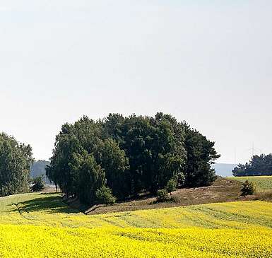 Rapsfelder und Landschaft im Fläming