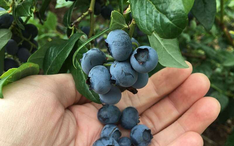 Heidelbeeren in Klaistow