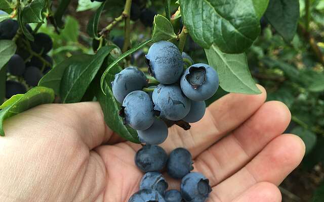 Heidelbeeren in Klaistow