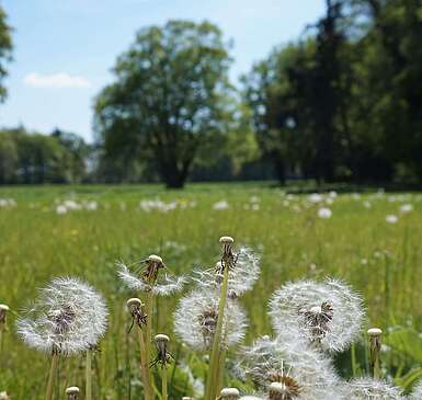 Schlosspark Baruth