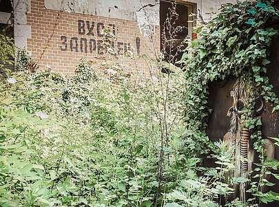 Überwucherte Graffiti in Beelitz Heilstätten