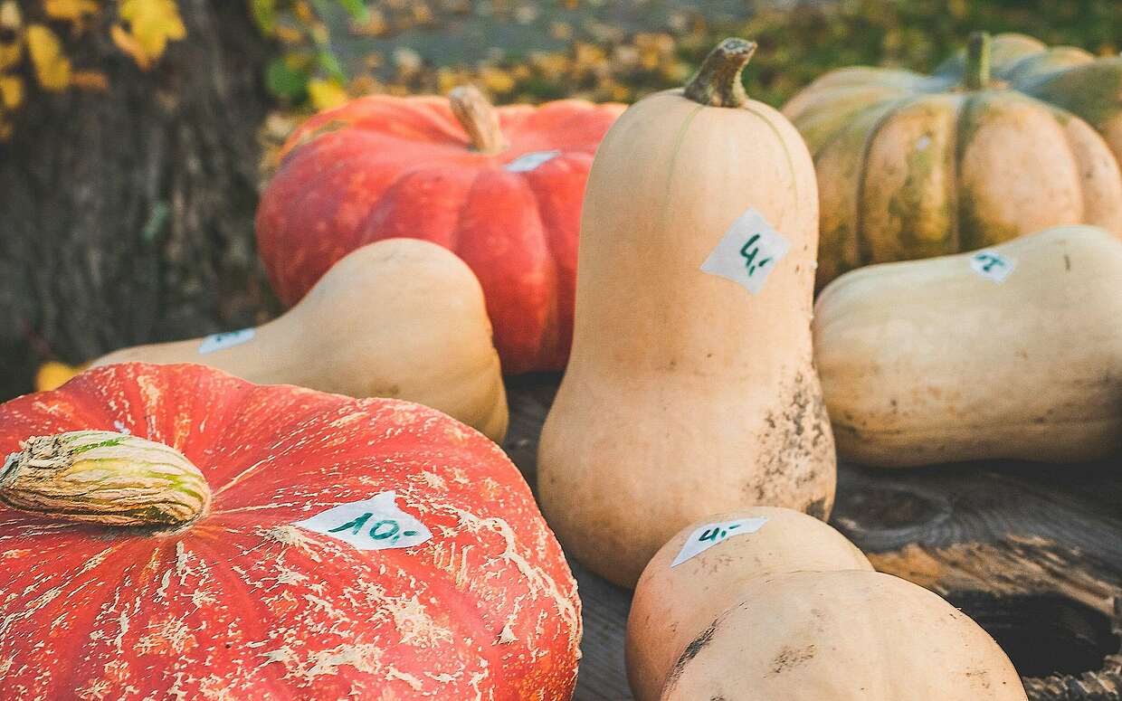 Städteporträt Nuthetal - Kürbisse im Gartenzaunverkauf
