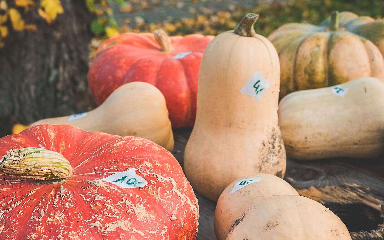 Städteporträt Nuthetal - Kürbisse im Gartenzaunverkauf