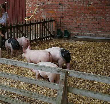Ferien auf dem Bio-Bauernhof