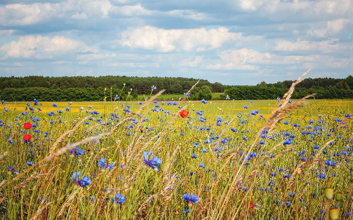 Sommerfeld bei Bad Belzig